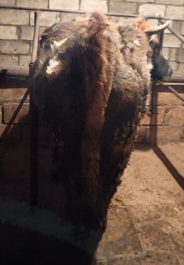 sort inəklər: Mal-qara – inək - Cins: qarışıq yerli südlük/ətlik tip - Rəng — 3