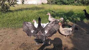 it satiram: 4 diwi 1 erkek tek.tek.satilmir hamsi 100m qiymete gore — 1