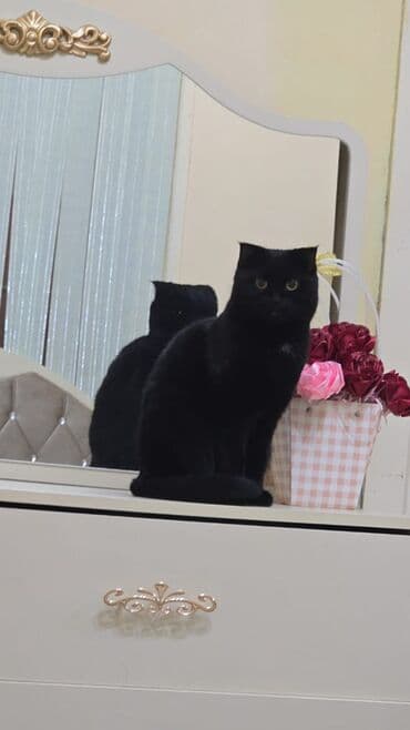 Alfa Romeo: Dişi, Yaxşı əllərə, Ünvandan götürmə — 1