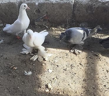 rhode island red: Iri lelekli kekilli quslar satilir hamisi ebresden — 9
