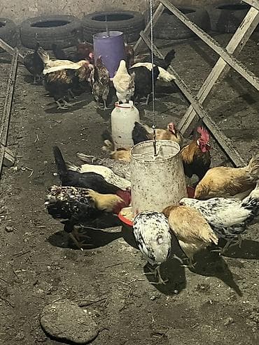 toyuq yolan aparat satilir: Salam. Məhsul: Azad otlaqda saxlanılan yerli toyuqlar və xoruzlar — 6