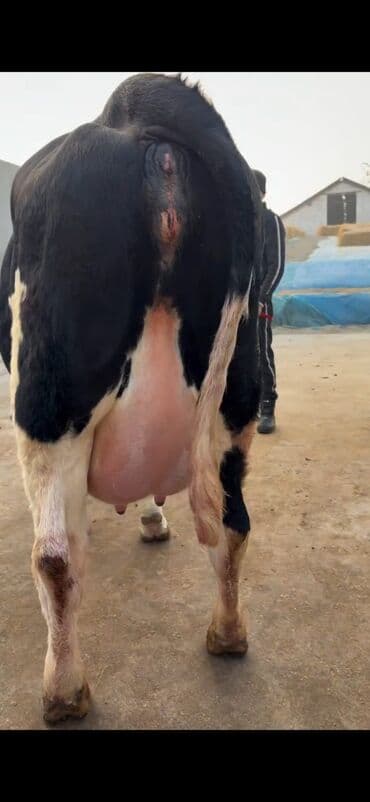 Heyvanlar üçün mallar: Südlük inək və buzov dəsti - Cins: Holşteyn tipli, xallı (qara‑ağ) — 5