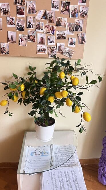 bitki toxumlari: Depodan bir basa satis 70azn baslayan dekarativ suni agaclar topdan — 22