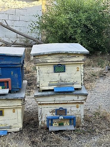 Arılar: Arı yeşikləri satılır 🐝 Şəkildə görünən tipdə arıçılıq üçün yararlı — 2