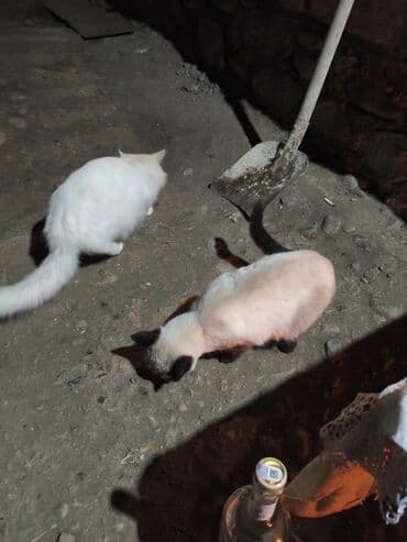 pişik şekileri: Siam — 2