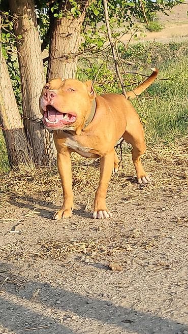 doyuş itleri: Pitbul, Erkek — 3