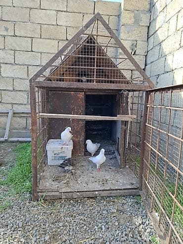 Quşlar: Dəmir karkaslı quş qəfəsi/peykan - Material: tam metal karkas, tor — 5