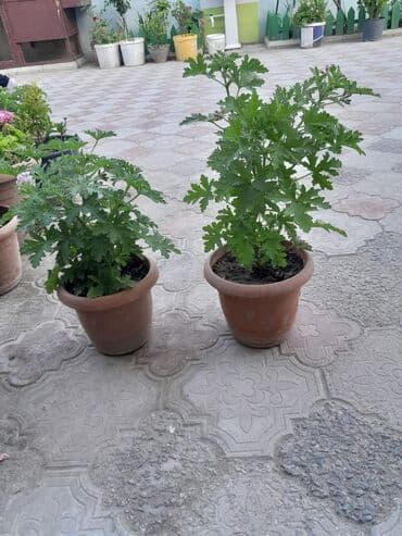 ətirşah bitkisi: Qazonlarınızı və bağlarınızı bəzəmək üçün uygundur. Gözəl görünüşü ilə — 8