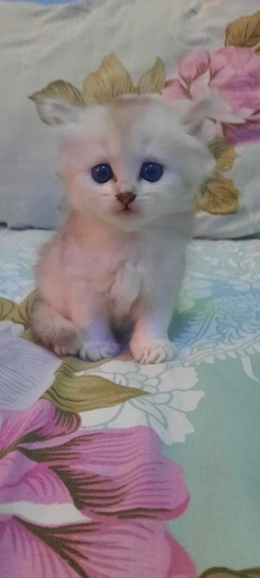 британская шиншилла: Шиншилла — 7