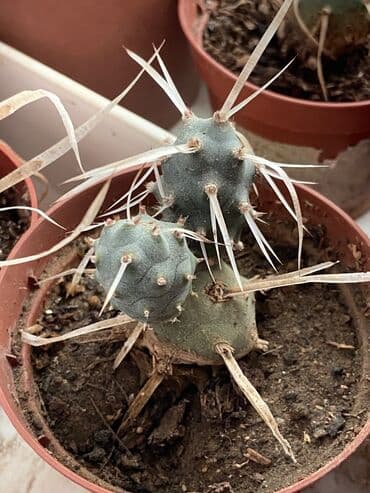 advent calendar qiymeti: Kaktuslar fərqli qiymətlərlə — 8