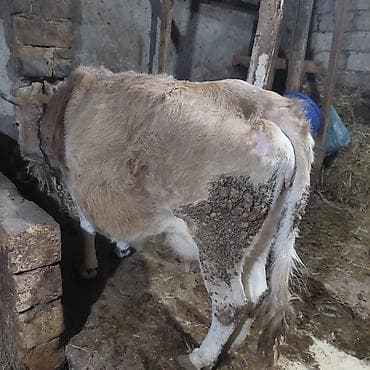 Inəklər, öküzlər: 13 sut verir 10 qalllb vaxdlna — 1