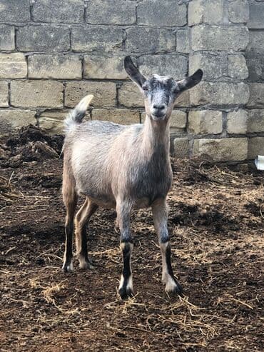 cins inekler: Keciler sağlamdrlar.Damazliğa yarayr.2side bogazdi.1 yaṣları — 2