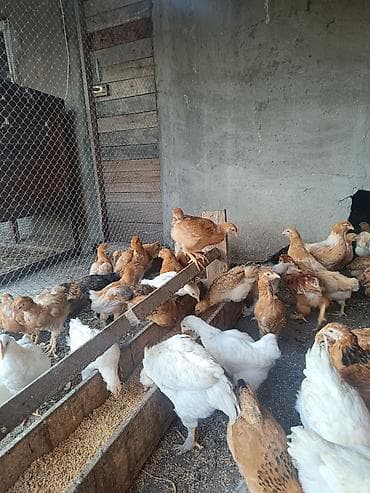 qus satisi: 2 ayliq etlik ve yumurtaliq cins colpalar,saqqali,ayagi tuklu ela — 9