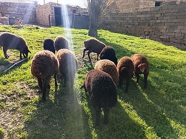 pişik ucun ev: Qarabağ tipli qara-qəhvəyi yunlu quzu sürüsü - Məhsul: ev şəraitində — 2