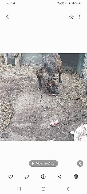 coban iti sekilleri: Dişi — 4