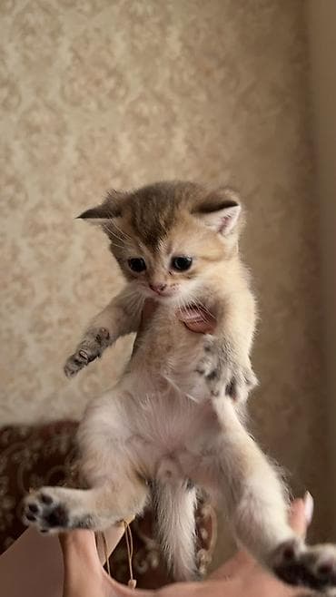 ev heyvani: Qızıl şinşilla, Erkək, Dişi, Ünvandan götürmə, Pulsuz çatdırılma — 2