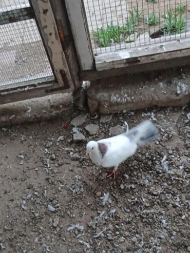goyercinlər: Əbrəş boynu güllü göyərçin satıram erkeyə oxşuyur dünən tutmuşam erkey — 2