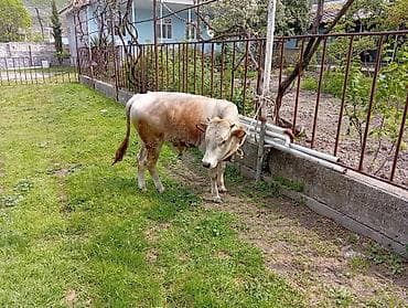 simental inek qiymeti: 7 aylıq erkək dana satıram 90 nan kox əti var sağlam yiyimgil maldı — 8