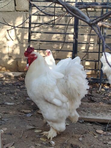 сколько стоит собака бу: Salam təmiz ag brama xoruzu satilir — 2