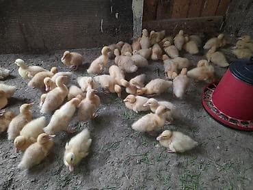 danisan qus: Pekin ordek balalari 20 qunlukduler ətlik yumurtaçı xəttlərdən — 10