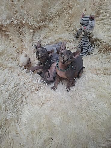 Sfinks, Erkək, Ünvandan götürmə — 8