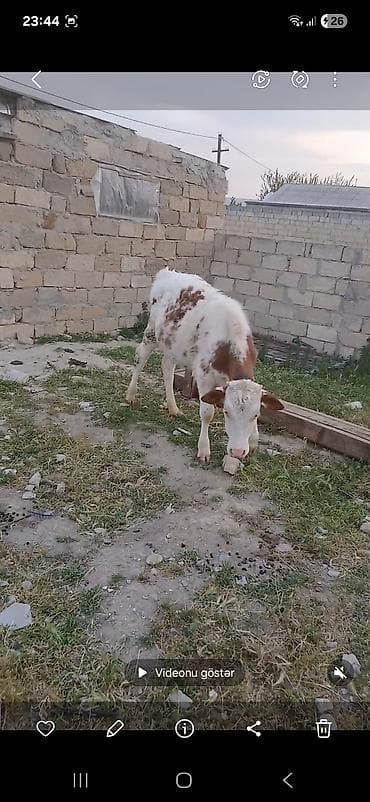 semental dana: Satlıq heyvan – qaramal (dana/öküz) - Növ: Qaramal - Yaş qrupu: Gənc — 3