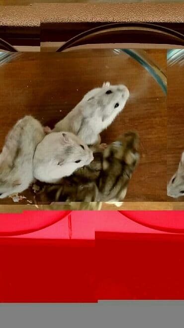 енот в баку купить: Cunqariklər dişləmirlər ələ öyrəşiblər sağlamdılar Zoo maqazin deyil — 1