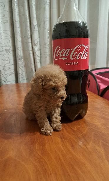 Пудель, 2 месяца, Самец