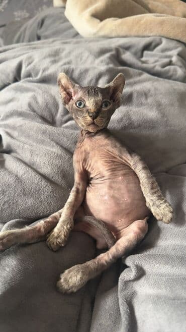 ev quş: Sfinks, Erkək, Yaxşı əllərə, Ünvandan götürmə — 8