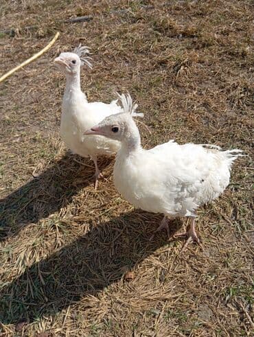 Pişiklər: Məhsul: Ağ tovuzcuğlar (cüt) Təsvir.salam gorduyunuz ag Tovuz quşu — 3