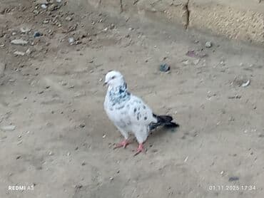 heyvanlara verilen adlar: Nömrəli rəngarəng göyərçin - Rəng: Ağ fon üzərində mavi-boz xallı — 1