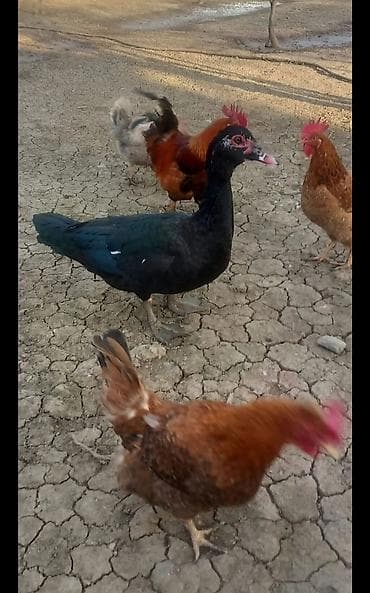 ev heyvanlarının satışı: Erkək, | Lal ördək, Damazlıq — 2