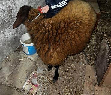 Digər heyvanlar: Cins qoc(Qala) — 2