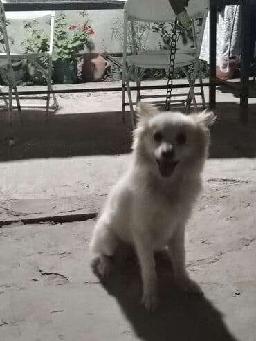 Şpitz, 2 il, Dişi, Peyvəndli, Ünvandan götürmə lalafo.az -da Şpitz, 2 il, Dişi, Peyvəndli, Ünvandan götürmə