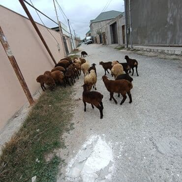 Salam hervaxdız xeyir saxlamlıq quzularm cxdı satqa isdiyen elaqe — 25