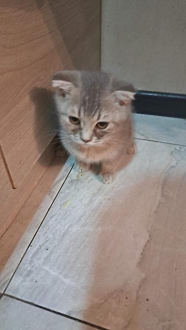 Şotland yastı qulaq, Yaxşı əllərə lalafo.az -da Şotland yastı qulaq, Yaxşı əllərə