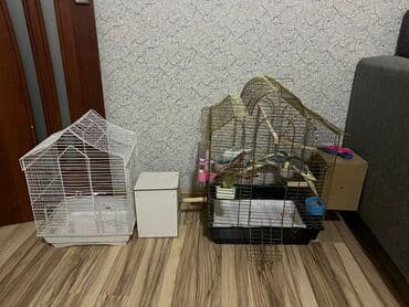 Quş qəfəsi dəsti - İki ədəd qəfəs: biri qızılı rəngli metal, digəri