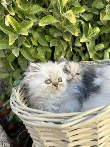 золотая шиншилла котенок: Fars — 12