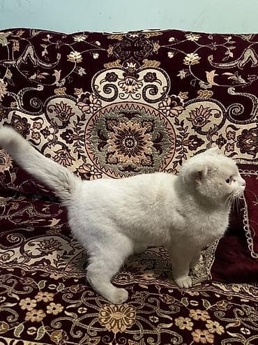 Akvariumlar: Təcili satılır! 🐱 Növü: Scottish Fold (qulaqları qatlanan) Çox gözəl — 4