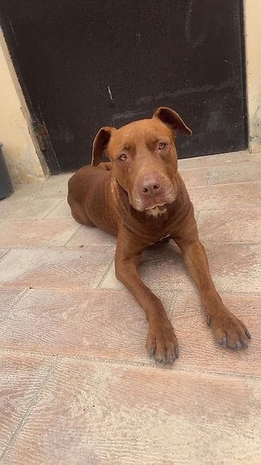 it satilir ucuz: Pitbull satilir bir defe ana olub ) istwyen muraciyet etsin — 1