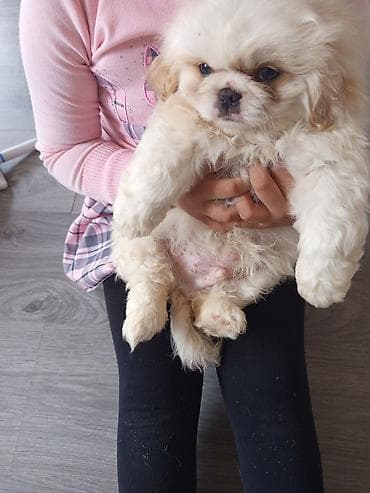 bars bit dermani: Pekines, 2 ay, Erkek — 1