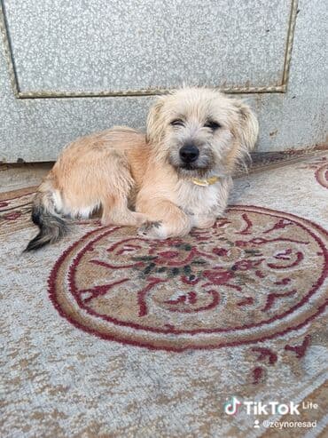 ucuz bala pişiklər: Havalar soyuyur. Normal şərait olmadığına görə imkanlı və vicdanlı — 2