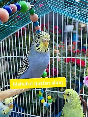 qoyun satisi 2023: Məhəbət quşları alıram. Yaxşı qiymətə. Watçap aktivdir — 1