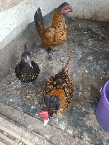 cuce: Toyuq, Yumurtalıq — 1