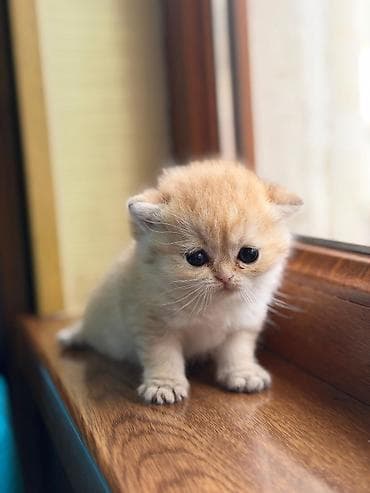 pişim: Britan — 3