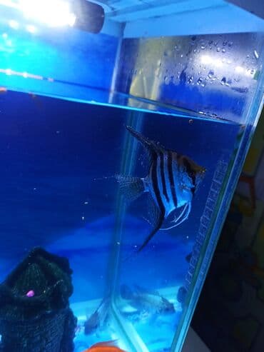 100 l akvarium: Şüşə akvarium70litr komplekti – dekorativ balıqlar və aksesuarlarla • — 8