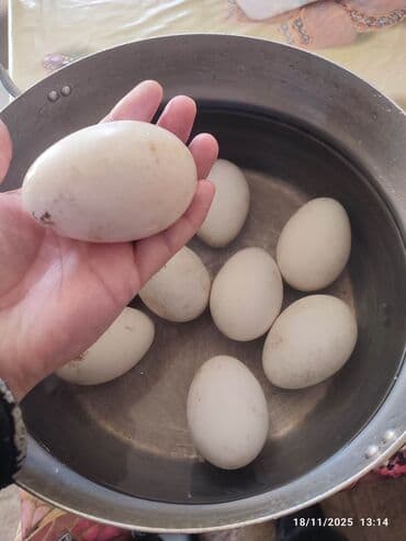 toyuq yumurtaları: Təzə iri qaz yumurtaları - Şəkildə gördüyünüz kimi iri ölçülü ağ — 1