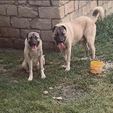 kangal: Kanqal, 9 ay — 1