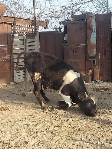 diwi dana: Qara-ağ rəngli dana/buzağı - Cinsi: erkək - Rəng: kürək və gövdədə — 6