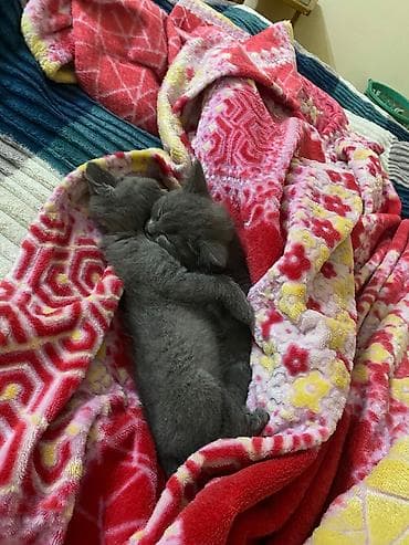 Pişiklər: Yaxşı əllərə — 3